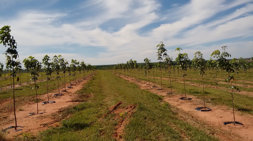 Venda - Mato Grosso Sul   Fazendas    Inocência - MS